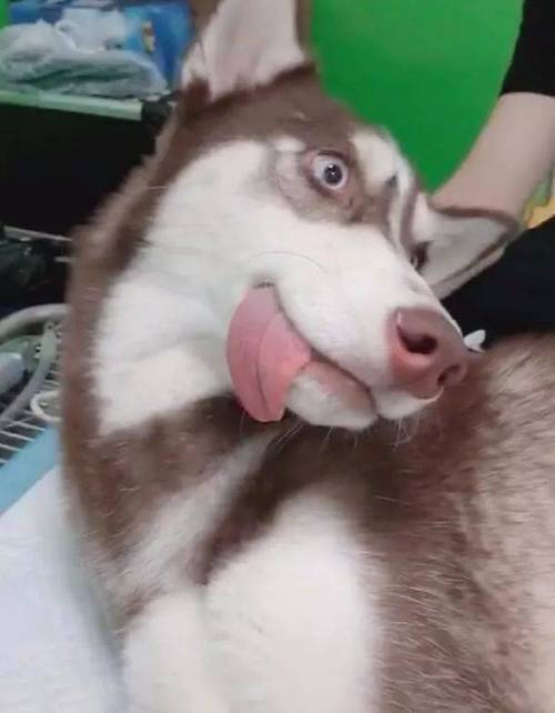 邪恶小狗吐舌头表情包