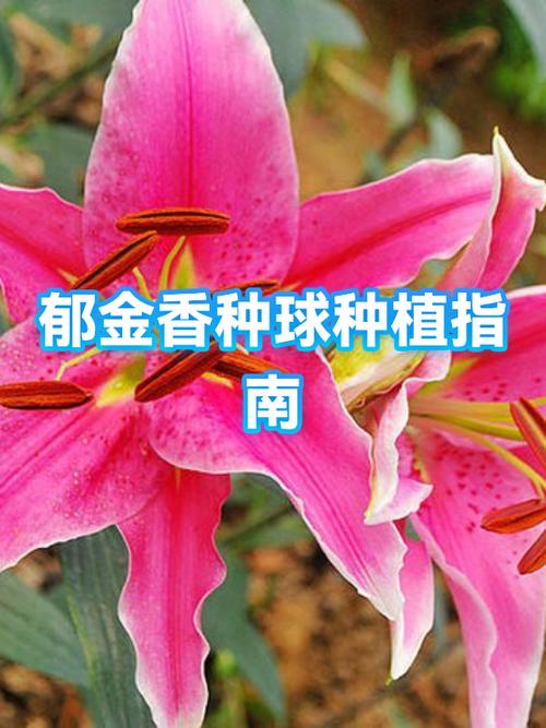 郁金香什么时候种