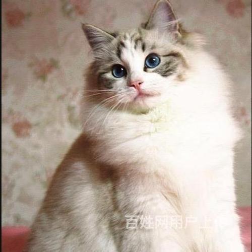 卖猫可以在哪里卖