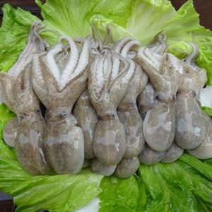 特别小的八爪鱼叫什么