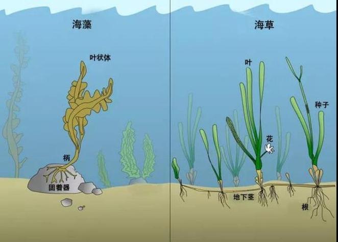 海草跟海藻的区别
