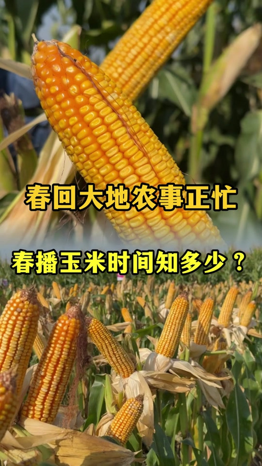 早玉米什么时间种最好
