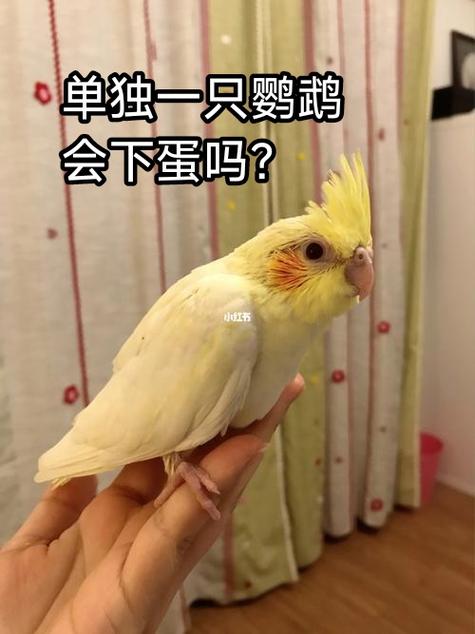 母鹦鹉会不会喂幼鸟