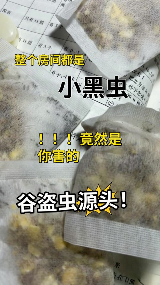 老人说房间有虫的预兆
