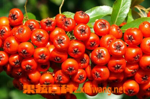 香蕉菠萝水蜜桃黄瓜丝瓜秋葵的功效与作用