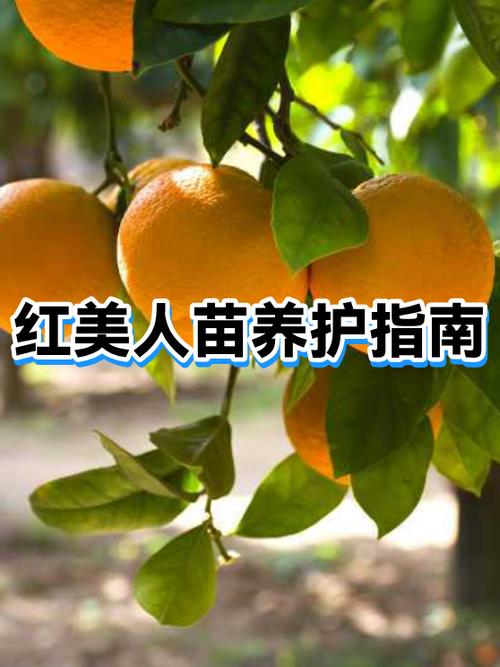 红美人树苗哪里正宗
