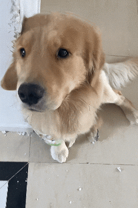 狗狗老是用身体蹭墙