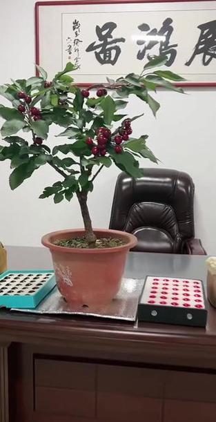樱桃盆栽图片