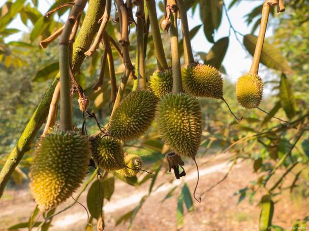 北方耐寒榴莲树