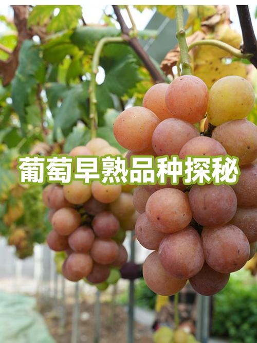 葡萄品种一览表