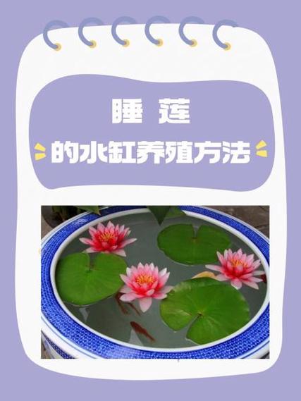 睡莲的制作方法