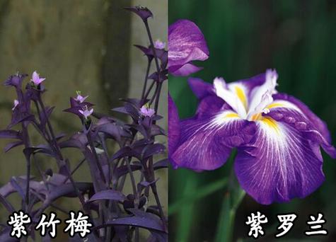紫竹兰和紫竹梅一样吗
