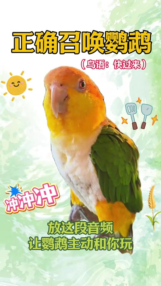 鸟语翻译器中文版