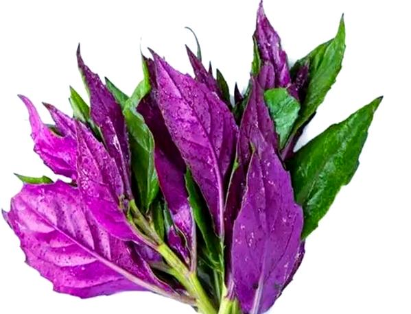 紫色的菜有哪几种