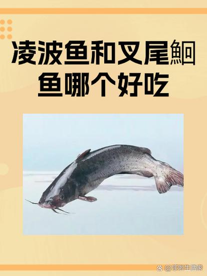 免鱼是什么鱼