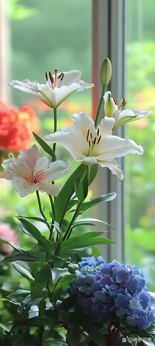 百合花图片