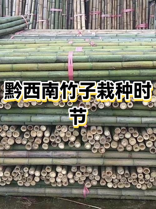 竹子种植方法