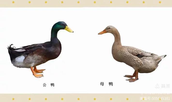 鸭暗示什么男女关系