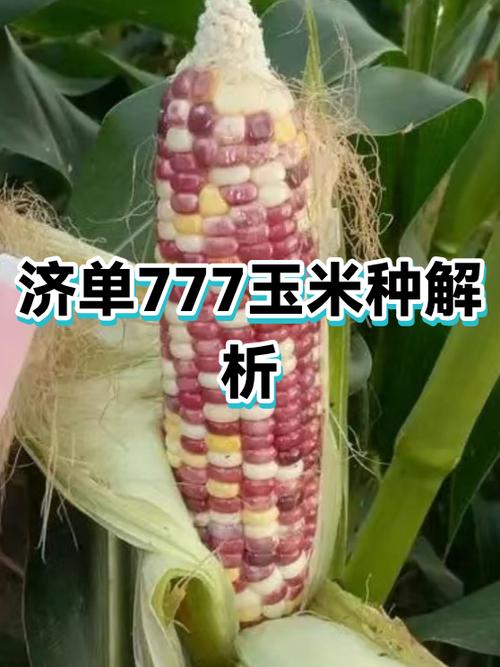 济玉777玉米简介