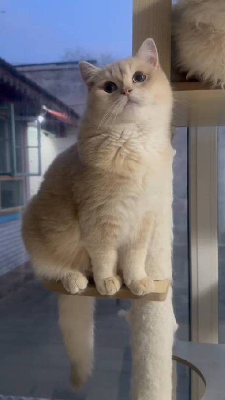 紫金渐层猫的市场表现