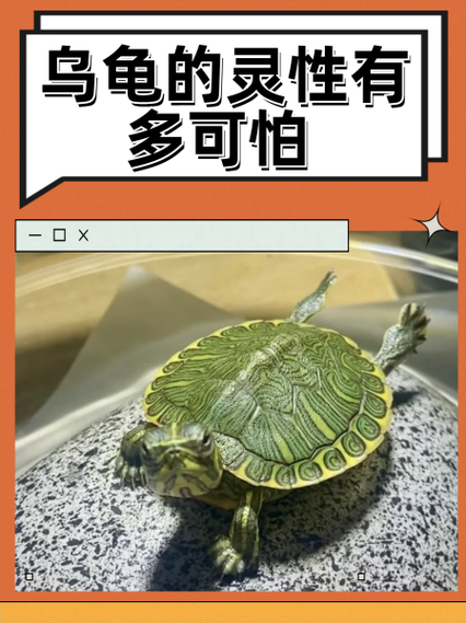 乌龟的灵性有多强