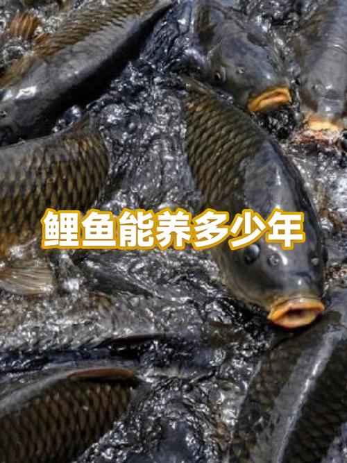 鲤鱼寿命一般多少年