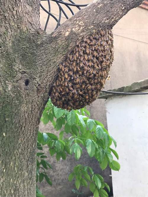 蜜蜂进家里有什么预兆