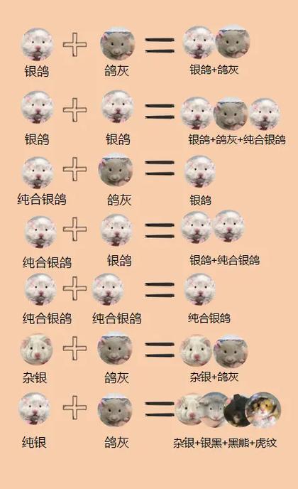 仓鼠正确配对姿势图片