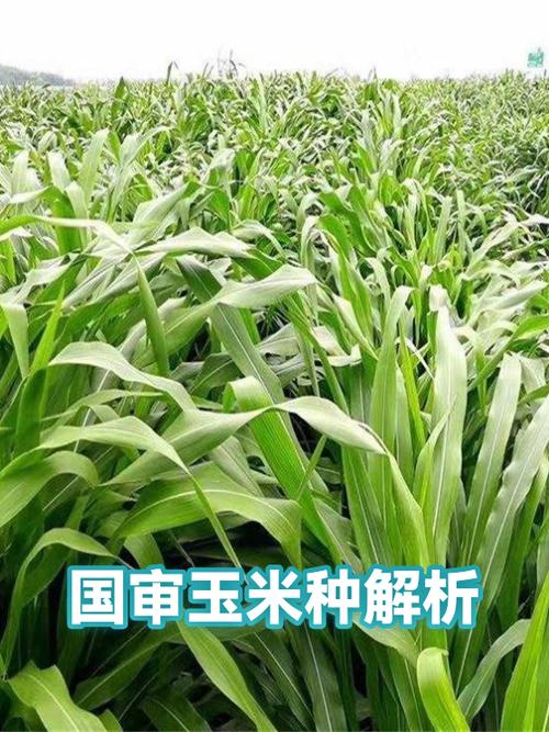 济玉666玉米种国审公告