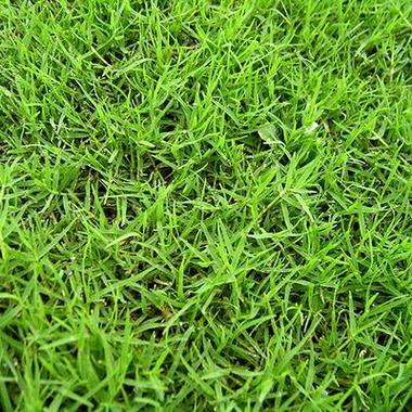 马尼拉草