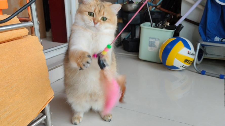 逗猫玩