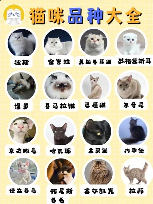 72种猫咪品种大全