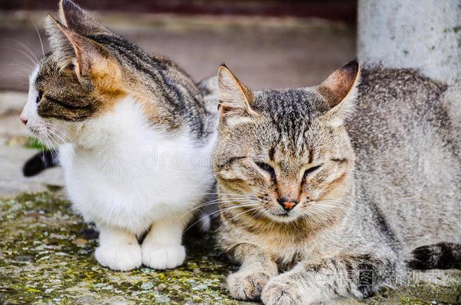 bt搜索猫