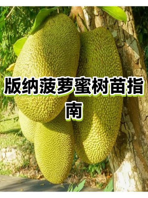 菠萝蜜整个多少钱一斤