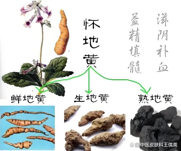 中药熟地黄功效与作用