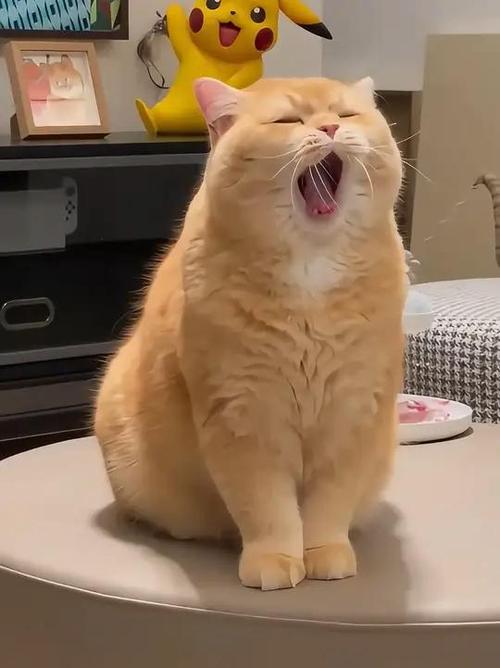 猫搞笑视频100个