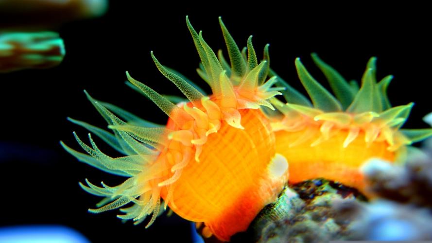 海边常见海葵图片大全
