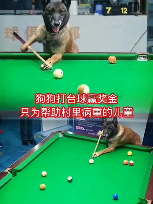 狗狗打比赛奖金多少