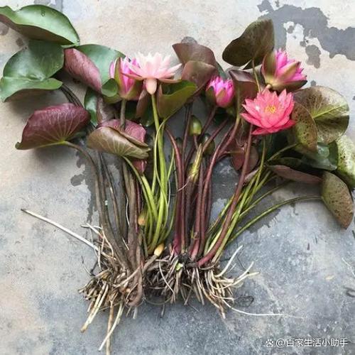 睡莲根茎种植图解