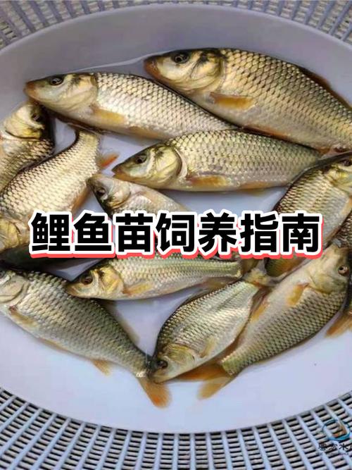 锦鲤之家论坛官网登录入口