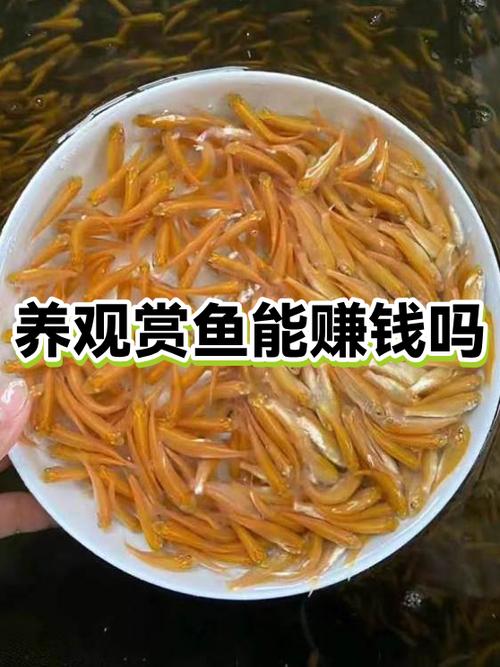 锦鲤看看赚钱可靠吗