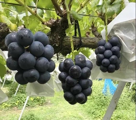长野紫葡萄品种介绍
