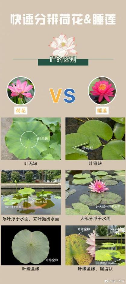 睡莲的20种称呼
