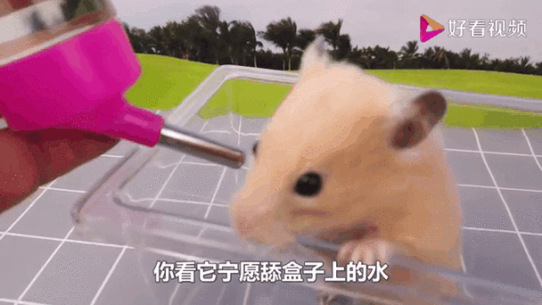 仓鼠一天喝几次水正常