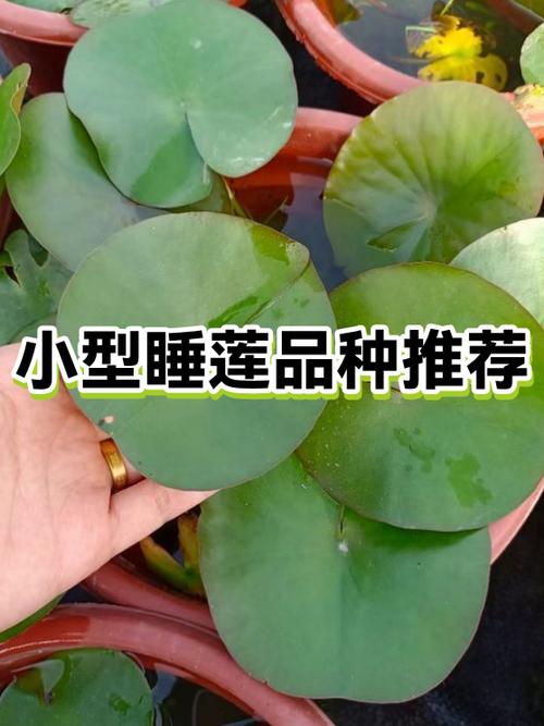 睡莲的品种有哪些