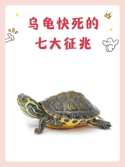 家里进乌龟的真正预兆