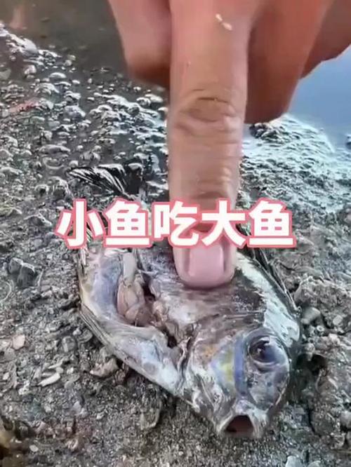 小鱼吃大鱼
