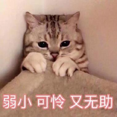 可爱又可怜表情包图片