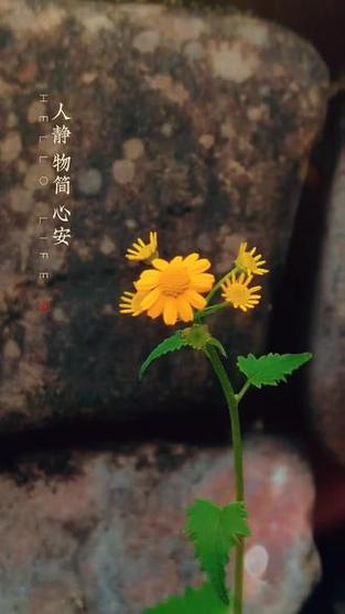 岁月浅浅,余生慢慢,许一半诗意得清欢
