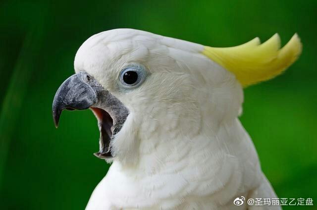 排名前10最粘人的鹦鹉
